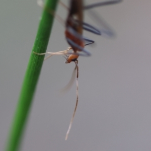 Apocrita (suborder) at Moruya, NSW - 15 Feb 2024