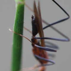 Apocrita (suborder) at Moruya, NSW - 15 Feb 2024