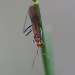 Apocrita (suborder) at Moruya, NSW - suppressed