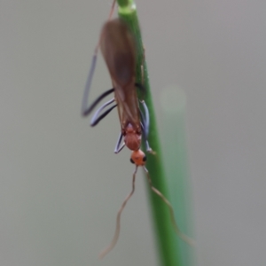 Apocrita (suborder) at Moruya, NSW - 15 Feb 2024