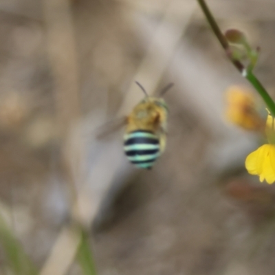 Amegilla (Zonamegilla) asserta (Blue Banded Bee) at Broulee Moruya Nature Observation Area - 15 Feb 2024 by LisaH