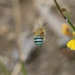 Amegilla (Zonamegilla) asserta (Blue Banded Bee) at Moruya, NSW - 15 Feb 2024 by LisaH