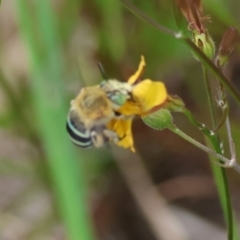 Amegilla (Zonamegilla) asserta at Moruya, NSW - 15 Feb 2024