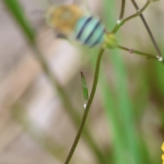 Amegilla (Zonamegilla) asserta at Moruya, NSW - suppressed