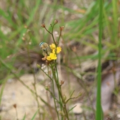 Amegilla (Zonamegilla) asserta at Moruya, NSW - suppressed