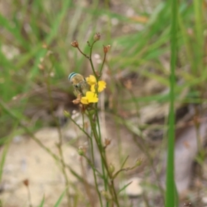 Amegilla (Zonamegilla) asserta at Moruya, NSW - 15 Feb 2024