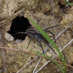 Unidentified Spider (Araneae) at Broulee Moruya Nature Observation Area - 15 Feb 2024 by LisaH