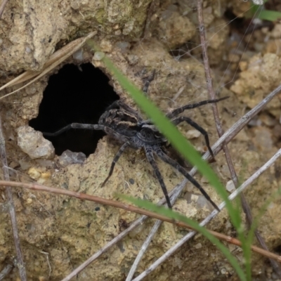 Unidentified Spider (Araneae) at Broulee Moruya Nature Observation Area - 15 Feb 2024 by LisaH