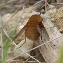 Mandella (genus) (A beefly) by LisaH