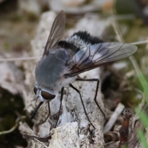 Meomyia albiceps at Moruya, NSW - suppressed