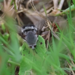 Meomyia albiceps at Moruya, NSW - suppressed