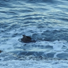 Otariidae (family) (Eared Seals) at Sydney Harbour National Park - 9 Mar 2023 by YumiCallaway