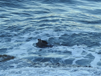 Otariidae (family) (Eared Seals) at Sydney Harbour National Park - 9 Mar 2023 by YumiCallaway