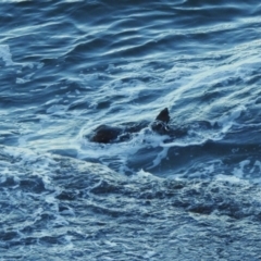 Otariidae (family) at Sydney Harbour National Park - 9 Mar 2023