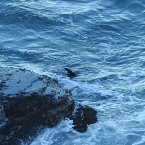 Otariidae (family) at Sydney Harbour National Park - 9 Mar 2023