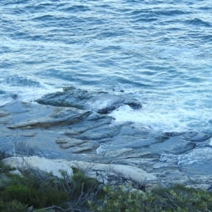 Otariidae (family) at Sydney Harbour National Park - 9 Mar 2023