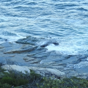 Otariidae (family) at Sydney Harbour National Park - 9 Mar 2023 05:39 PM