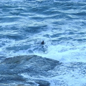 Otariidae (family) at Sydney Harbour National Park - 9 Mar 2023