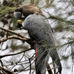 Calyptorhynchus lathami lathami at Moruya, NSW - suppressed