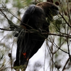 Calyptorhynchus lathami lathami at Moruya, NSW - 15 Feb 2024