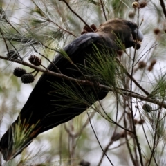 Calyptorhynchus lathami lathami at Moruya, NSW - 15 Feb 2024