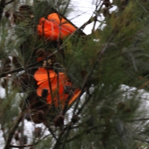 Calyptorhynchus lathami lathami at Moruya, NSW - suppressed