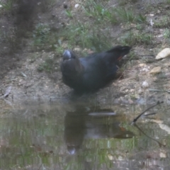 Calyptorhynchus lathami lathami at Moruya, NSW - 15 Feb 2024