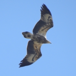 Haliaeetus leucogaster at Clontarf, NSW - 9 Mar 2023 04:05 PM