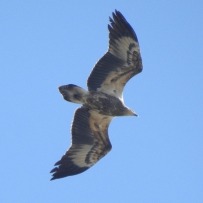 Haliaeetus leucogaster (White-bellied Sea-Eagle) at Clontarf, NSW - 9 Mar 2023 by YumiCallaway