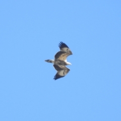 Haliaeetus leucogaster at Clontarf, NSW - 9 Mar 2023