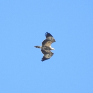 Haliaeetus leucogaster at Clontarf, NSW - 9 Mar 2023