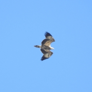 Haliaeetus leucogaster at Clontarf, NSW - 9 Mar 2023 04:05 PM