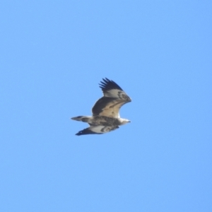 Haliaeetus leucogaster at Clontarf, NSW - 9 Mar 2023 04:05 PM
