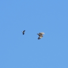 Haliaeetus leucogaster at Clontarf, NSW - 9 Mar 2023 04:05 PM