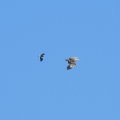 Haliaeetus leucogaster at Clontarf, NSW - 9 Mar 2023