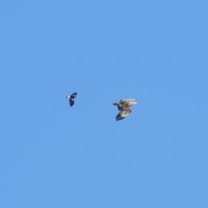 Haliaeetus leucogaster at Clontarf, NSW - 9 Mar 2023 04:05 PM