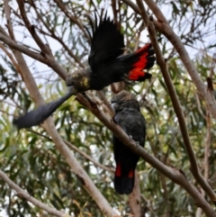 Calyptorhynchus lathami lathami (Glossy Black-Cockatoo) at Broulee Moruya Nature Observation Area - 15 Feb 2024 by LisaH
