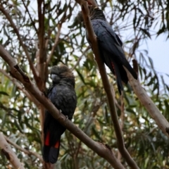 Calyptorhynchus lathami lathami at Moruya, NSW - suppressed