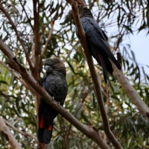 Calyptorhynchus lathami lathami at Moruya, NSW - 15 Feb 2024