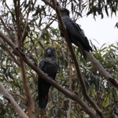 Calyptorhynchus lathami lathami at Moruya, NSW - suppressed