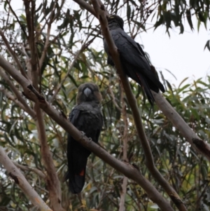 Calyptorhynchus lathami lathami at Moruya, NSW - suppressed