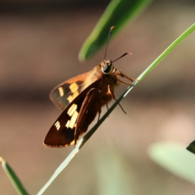 Trapezites symmomus (Splendid Ochre) at Alpine, NSW - 18 Jan 2024 by JanHartog