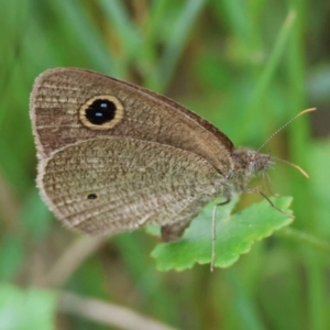 Ypthima arctous at Moruya, NSW - 15 Feb 2024