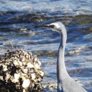 Egretta novaehollandiae at Seaforth, NSW - 9 Mar 2023 03:34 PM