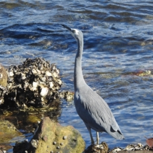 Egretta novaehollandiae at Seaforth, NSW - 9 Mar 2023 03:34 PM