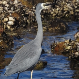 Egretta novaehollandiae at Seaforth, NSW - 9 Mar 2023 03:34 PM