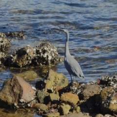 Egretta novaehollandiae at Seaforth, NSW - 9 Mar 2023