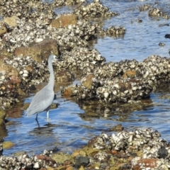 Egretta novaehollandiae at Seaforth, NSW - 9 Mar 2023 03:34 PM