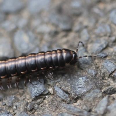 Unidentified Millipede (Diplopoda) at Broulee Moruya Nature Observation Area - 14 Feb 2024 by LisaH