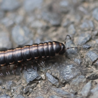 Paradoxosomatidae sp. (family) by LisaH